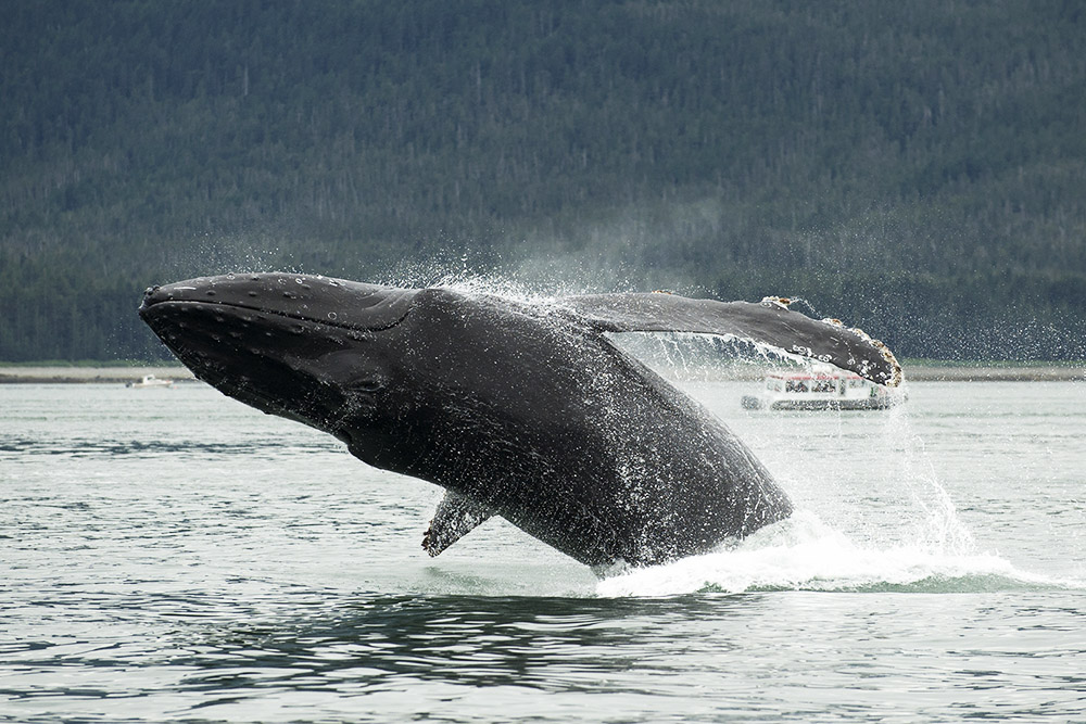 Humpback Whale Breaches in the Inside Passage, Alaska